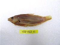 藏品(黑腕海豬魚)的圖片